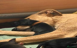 Mixed Breed dogs for sale: 10 Beautiful bedlington whippet x lurcher puppies! - Image 21