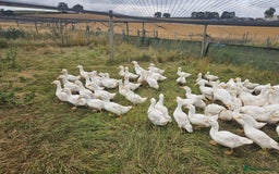 Ducks poultry for sale: Female cherry valley ducks  - Image 2