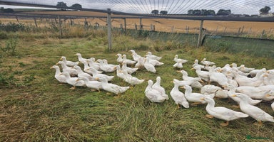 Ducks poultry - Advert 7