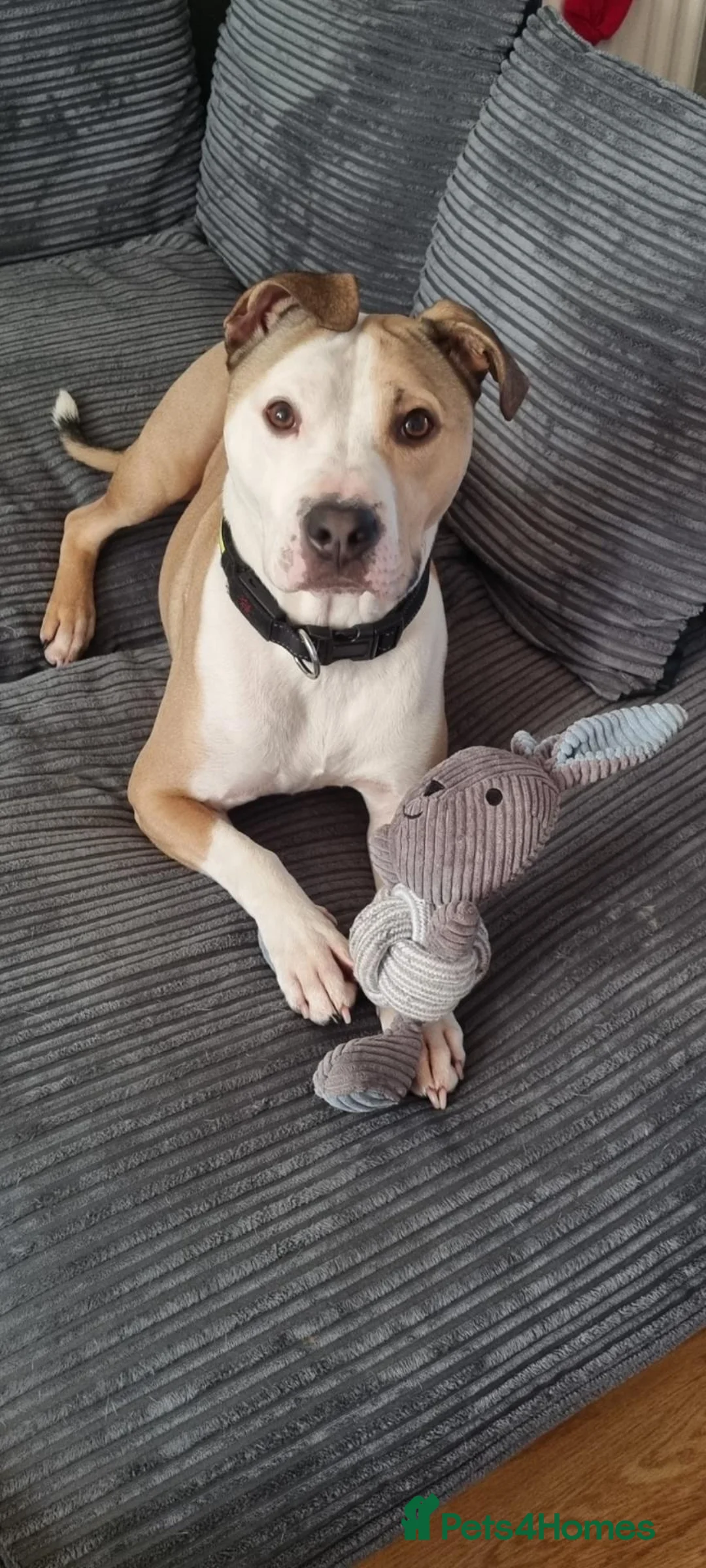 American Bull Staffy dogs for sale: 4 year old American Staff for rehoming - Advert 2