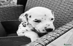 Dalmatian dogs for sale:  Just 2 full hearing puppies by champion parents  - Image 21