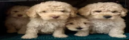 Cockapoo dogs for sale: Beautiful F2B Cockapoos  - Advert 5