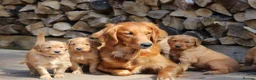 Golden Retriever dogs for sale: KC Registered Working Golden Retriever Puppies - Advert 25