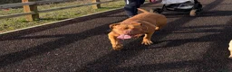 Dogue De Bordeaux dogs for sale: Beautiful 1 year old dog for rehome  - Advert 6