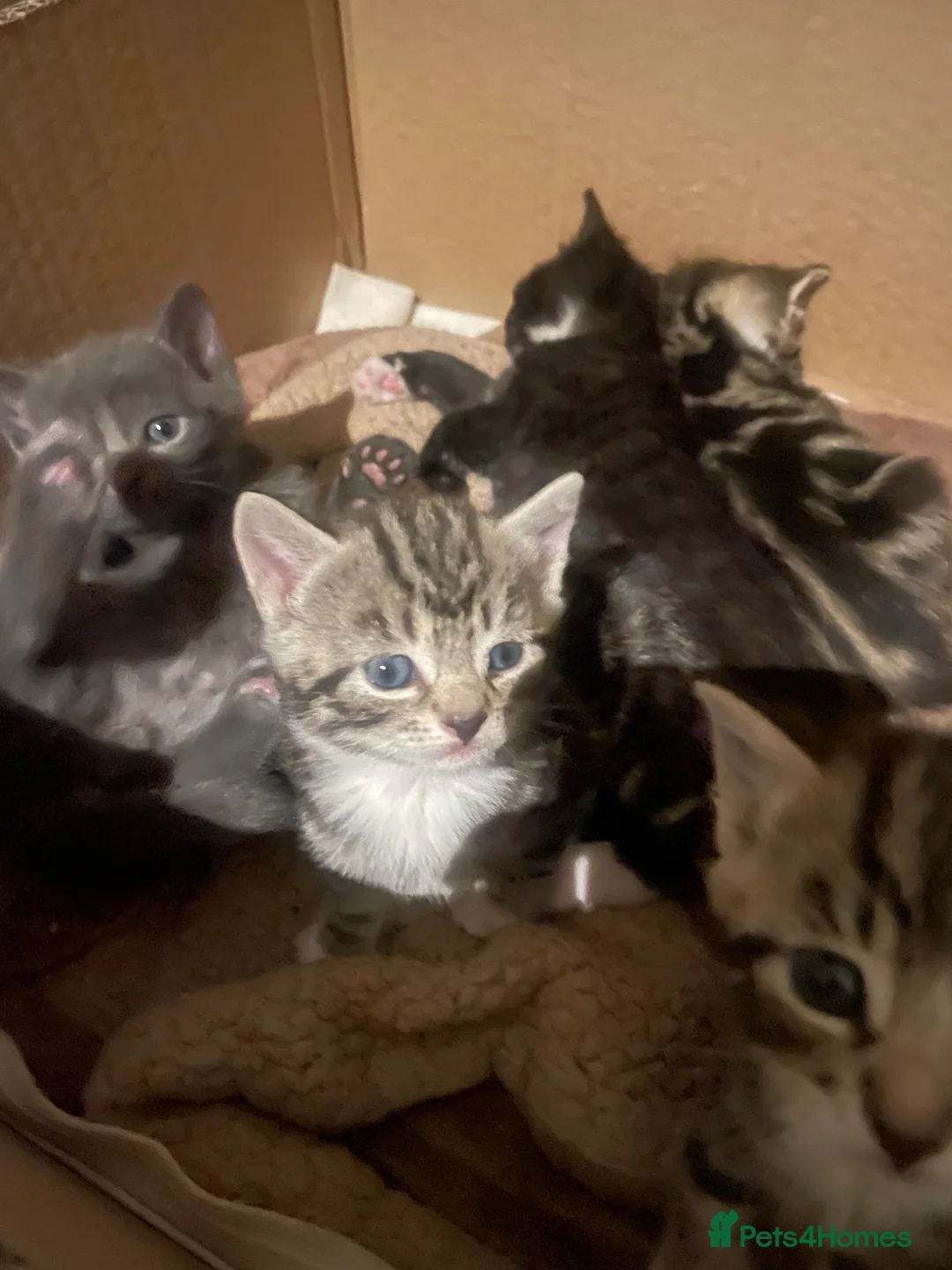 Mixed Breed cats for sale: Lovely half British shorthair half Russian blue  in Godalming - Advert 27