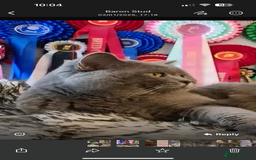British Shorthair cats for sale: Beautiful fluffy British blue babies ready at  **  - Advert 14