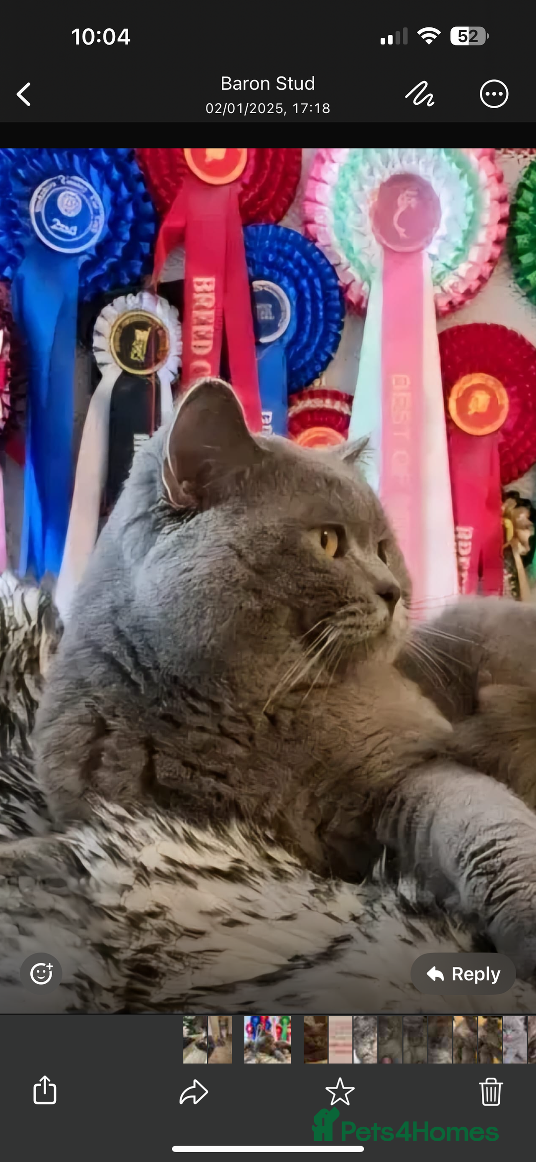 British Shorthair cats for sale: Beautiful fluffy British blue babies ready at  **  - Advert 14