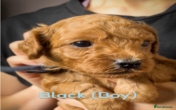 Cavapoo dogs for sale: 🌟Adorable All Red F1bb Cavapoo puppies🌟 - Image 5