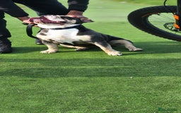 English Bulldog dogs for sale: English Bulldog lilac tri  - Image 3