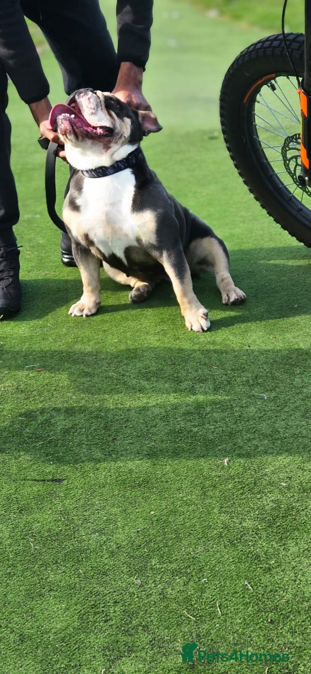 English Bulldog dogs for sale: English Bulldog lilac tri  - Image 3