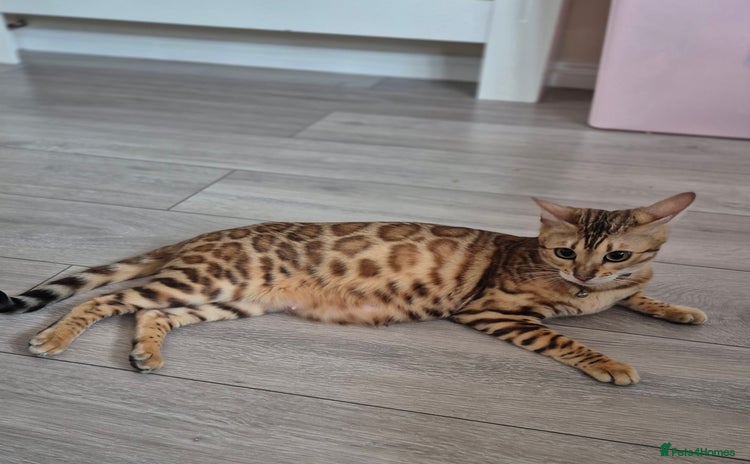 Bengal cats - Advert 4