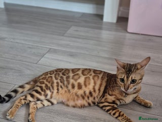 Bengal cats Beautiful bengal kittens... - Advert 3