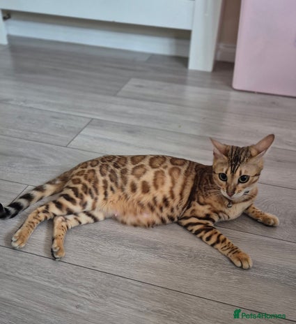 Bengal cats - Advert 4