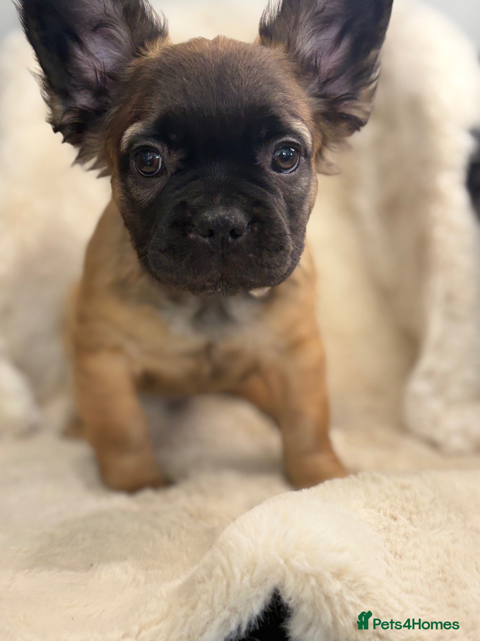 French Bulldog dogs for sale: Top quality fluffy French bulldog puppies  - Advert 3