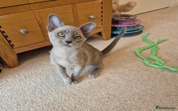 Burmese cats for sale: Gorgeous Pedigree Blue Male Burmese Kitten - Image 2