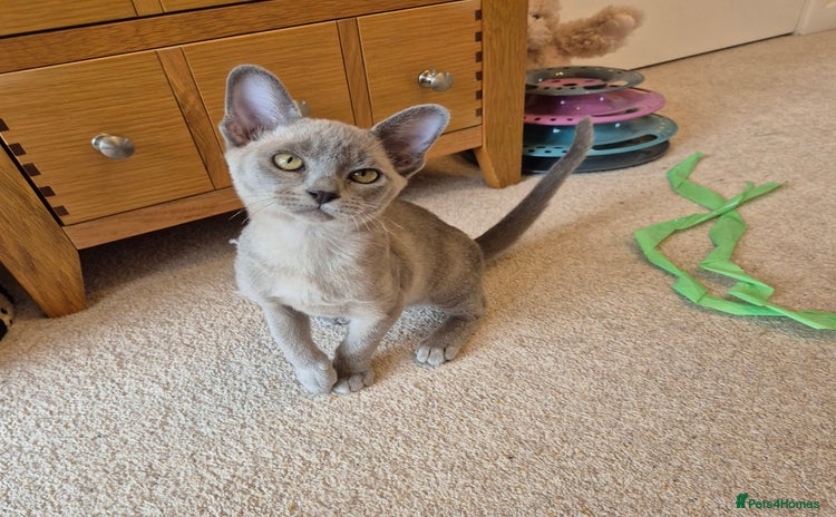 Burmese cats - Advert 16