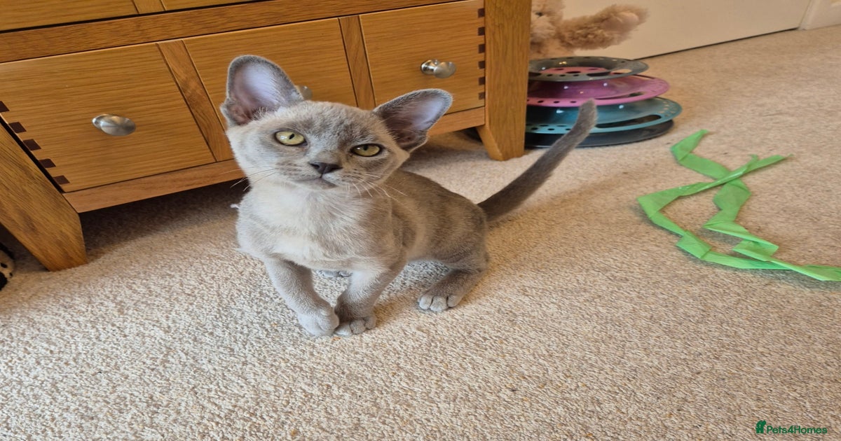 Cat Breeds Burmese Kittens For Sale Near Me Burmese Cat Breeders