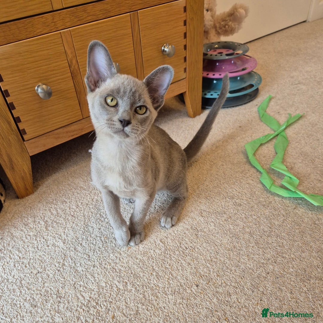 Burmese cats for sale: Gorgeous Pedigree Blue Male Burmese Kitten - Image 2