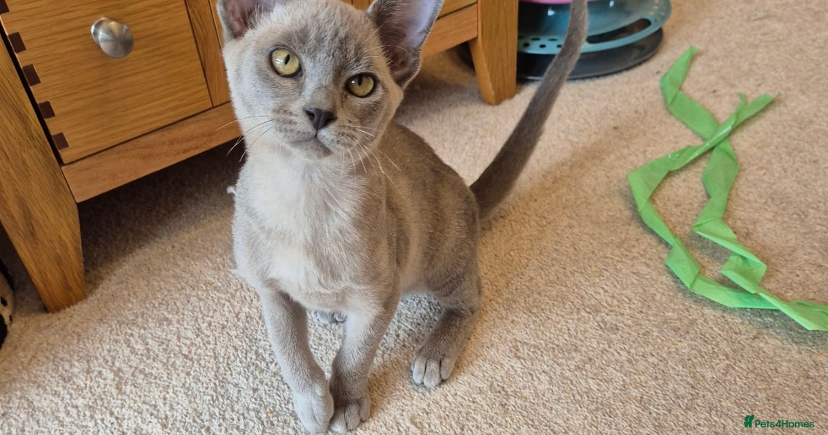 Cat Breeds Burmese Kittens For Sale Near Me Burmese Cat Breeders