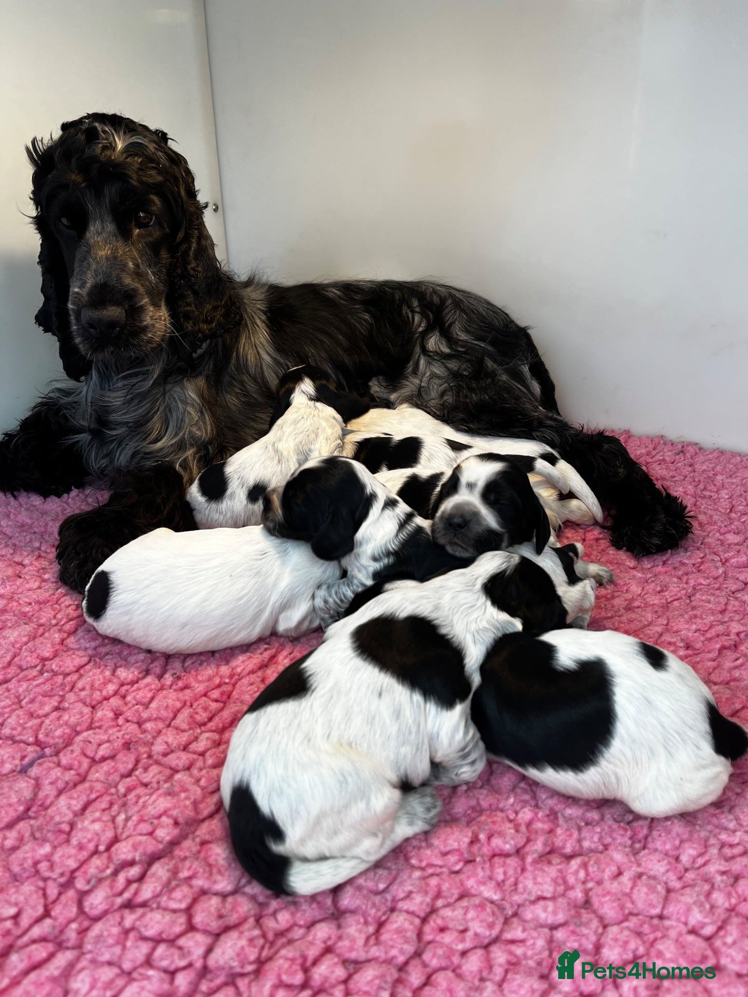 Cocker Spaniel dogs KC Show Type Cocker Spaniels - Advert 1