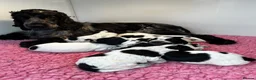 Cocker Spaniel dogs for sale: Champion Sired KC Show Type Cocker Spaniels - Advert 4
