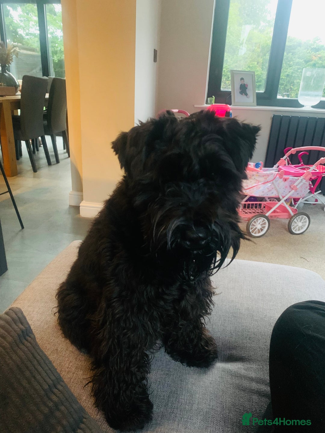 Miniature Schnauzer dogs for sale: Miniature Schnauzer for Sale  - Image 4