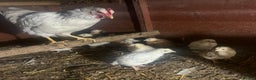 Chickens poultry for sale: Lights Sussex mum with & mixed chicks  - Advert 4