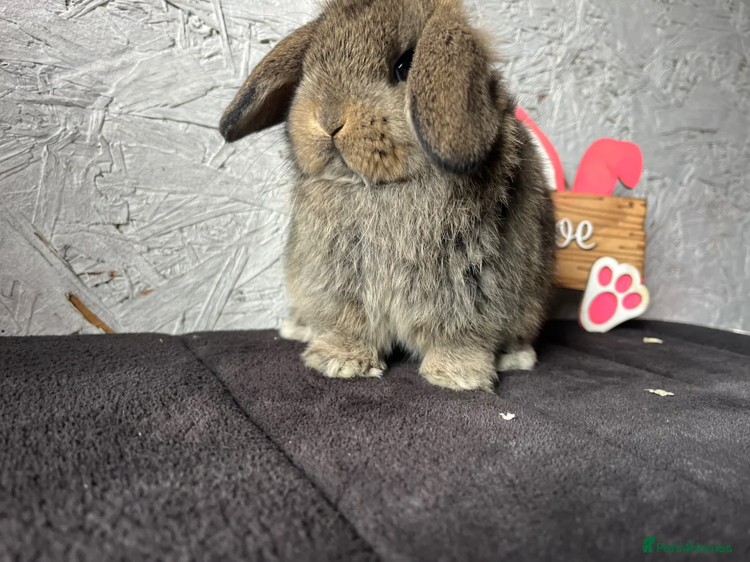 Mini Lop rabbits for sale: Pure mini lop  - Advert 2