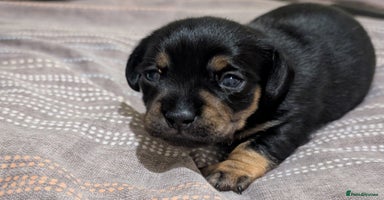 Mixed Breed dogs 3 beautiful male miniature dachshunds mix - Advert 5