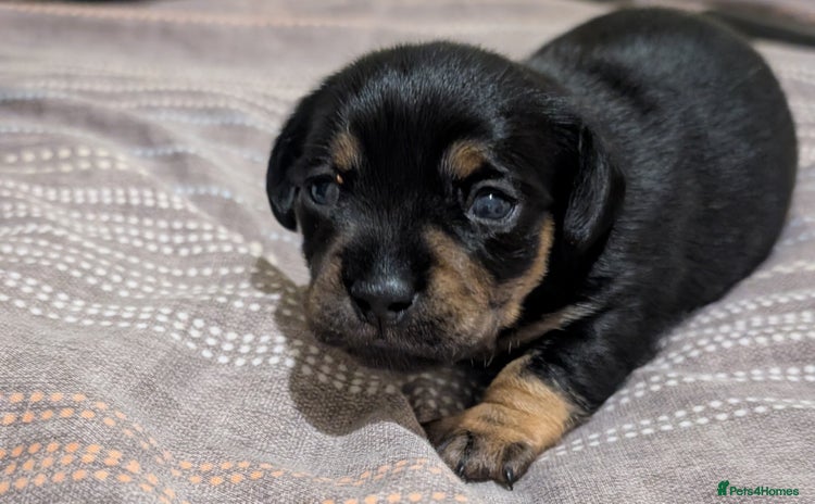 Dachshund dogs - Advert 2