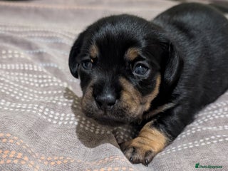 Dachshund dogs - Advert 4