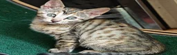 Mixed Breed cats for sale: Best Friends in Training! Bengal x sphynx  - Advert 15