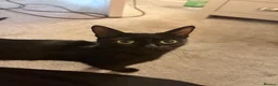British Shorthair cats for sale: 2 Male Black Kittens in Prenton - Advert 1