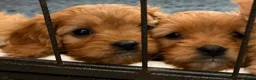 Cavapoo dogs for sale: Pedigree Cavapoo puppies health tested READY NOW - Advert 19
