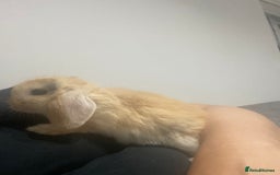 Mini Lop rabbits for sale: Purebred mini lops   in St Albans - Image 5