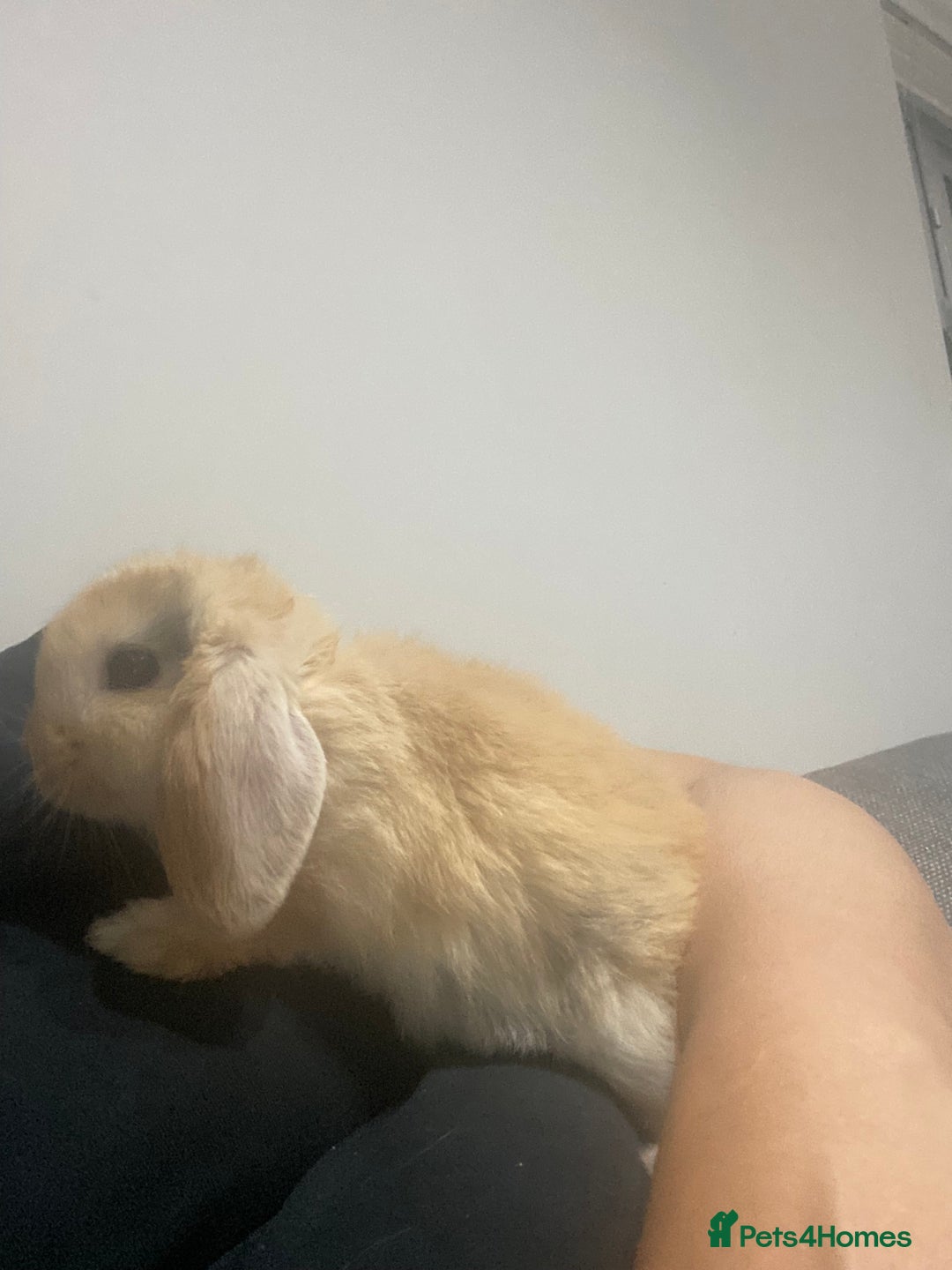 Mini Lop rabbits for sale: Purebred mini lops   in St Albans - Image 5
