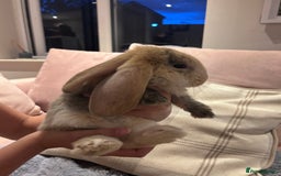 French Lop rabbits for sale: Pure bred French lop bunnies - Image 17