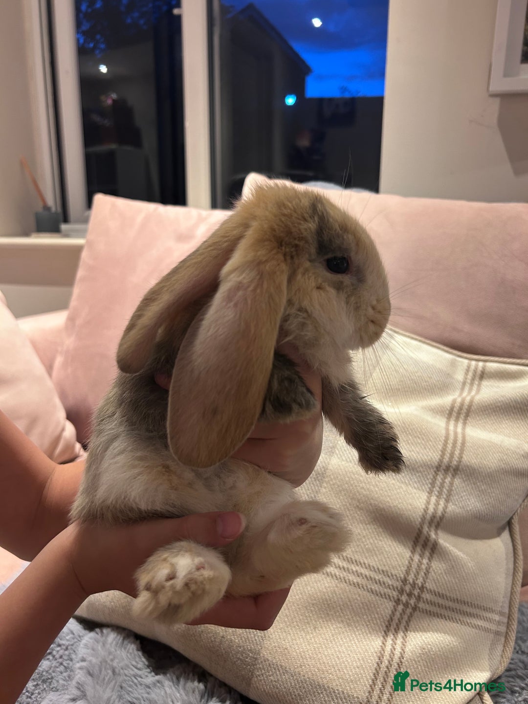 French Lop rabbits for sale: Pure bred French lop bunnies - Image 17