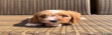 Cavapoochon 1