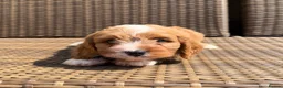 Cavapoochon dogs for sale: Cavapoochons ready for reserve 💕  - Advert 12
