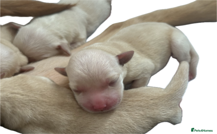 Labrador Retriever dogs - Advert 6