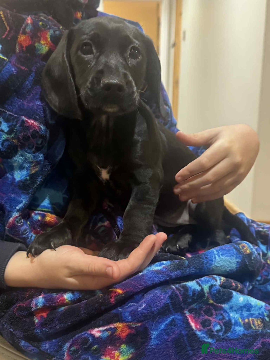 Mixed Breed dogs for sale: Stunning pups looking for new home  - Advert 5