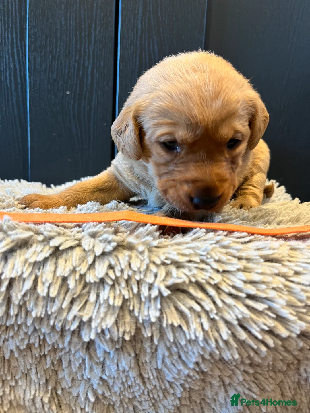 Labrador Retriever dogs for sale:  Fox red Labrador pups for sale, KC registered - Advert 31