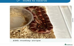Corn Snake reptiles for sale: Corn snakes baby corn snakes  - Image 8