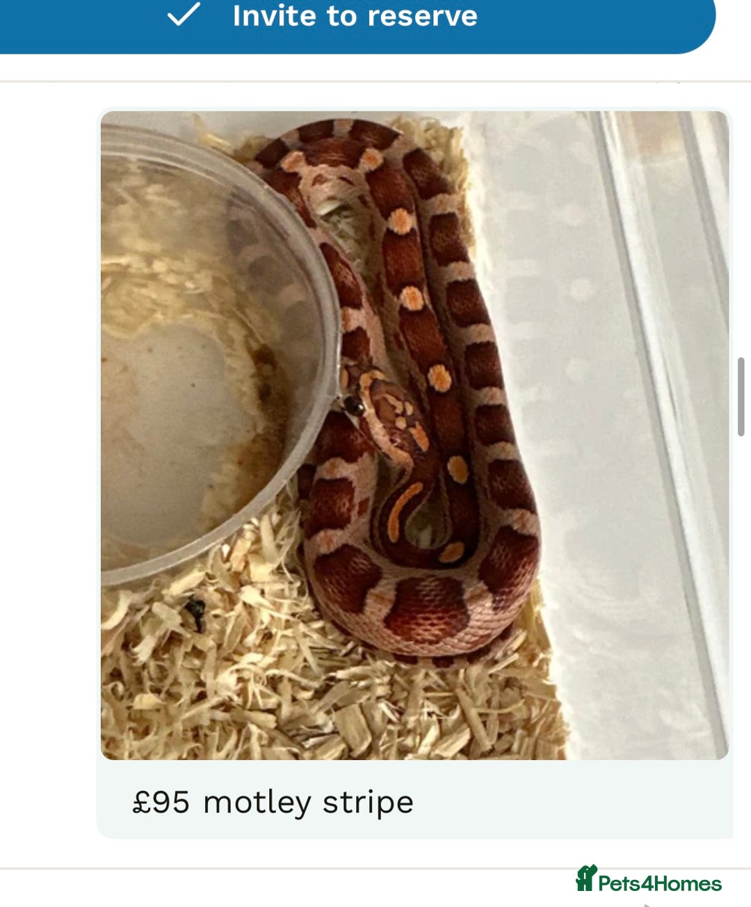 Corn Snake reptiles for sale: Corn snakes baby corn snakes  - Image 8