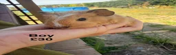 Guinea Pig rodents for sale: Baby guinea pigs  - Advert 1