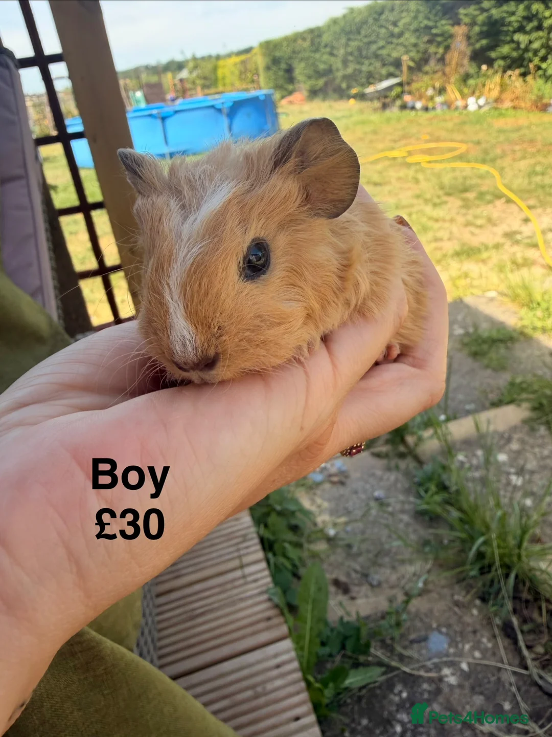 Guinea Pig rodents for sale: Baby guinea pigs  - Advert 1