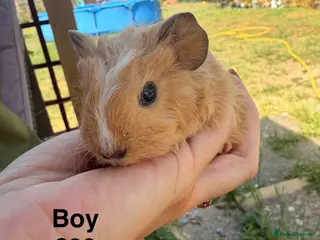 Guinea Pig rodents for sale: Baby guinea pigs - Advert 2