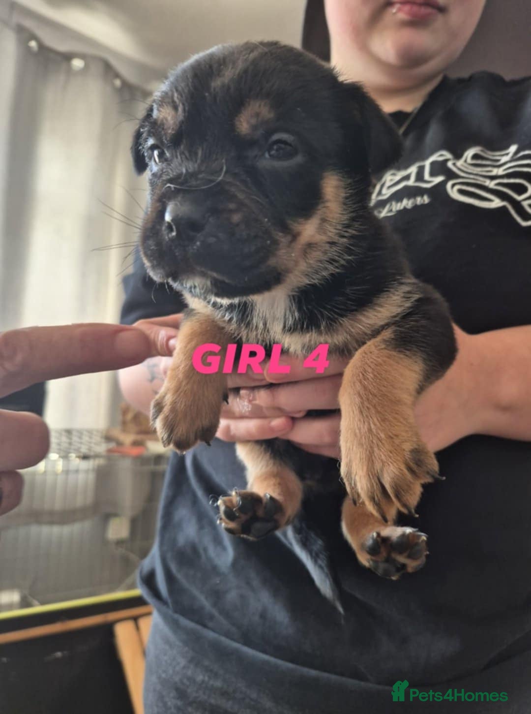 Mixed Breed dogs for sale: Husky X staffy crossed Rottweiler  - Advert 9
