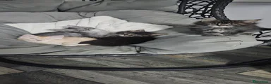 Maine Coon 7